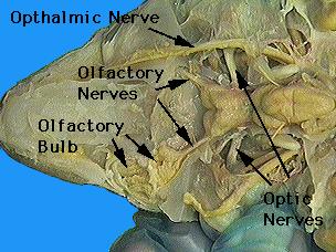 It is a mixed motor and sensory nerve that arises at the posterior end of the medulla. It innervates the gills, throat, esophagus, stomach, intestine and body wall.