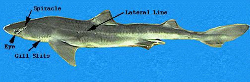 Along the sides of the body is a light-colored horizontal stripe called the lateral line.