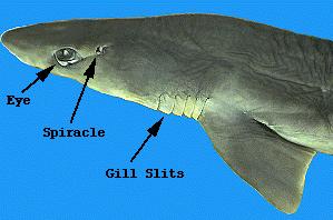 Examine the anterior view photographs of the shark. The rostrum is the pointed snout at the anterior end. This tapered tip at the anterior end helps overcome water resistance in swimming.