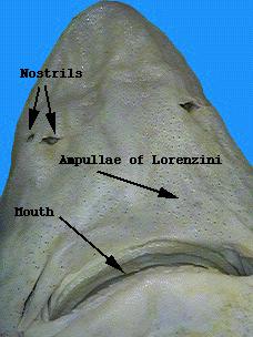 Examine the photographs of the shark's snout. The opening to the mouth of sharks is always on the underside. The teeth are sharp and pointed.