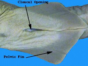 The patches of pores on the head in the areas of the eyes, snout, and nostrils are the openings of the ampullae of Lorenzini.