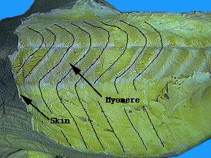 Examine the photographs of the skinned shark. The muscles revealed by skinning the side of the shark are arranged in W-shaped bundles called myomeres.
