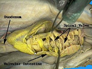Examine the photographs of the shark with its valvular intestine slit. The shark specimen in the photographs was prepared by cutting away the outer tissue of the valvular intestine.