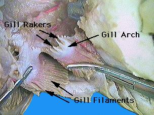 Examine the photographs of the shark's gill pouch. The partitions between gill pouches are referred as branchial bars.