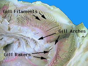 Thus, one holobranch belongs to two different gill pouches; the anterior half (demibranch) to the anterior gill pouch, the posterior gill demibranch to the posterior gill pouch.