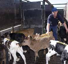 Information for transporters (cont ) Time on transport Calves must be delivered in less than 18 hours from last feed and spend no more than 12 hours on transport Calves should be