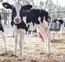 Information for saleyard operators, buyers and agents (cont ) Comfort Calves must be protected from cold and heat Holding facilities must be suitable for calves.