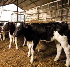 Summary Responsibility for the welfare of bobby calves is shared along the entire supply chain.