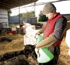 About this guide Taking good care of bobby calves is a high priority across the Australian bobby calf industry.