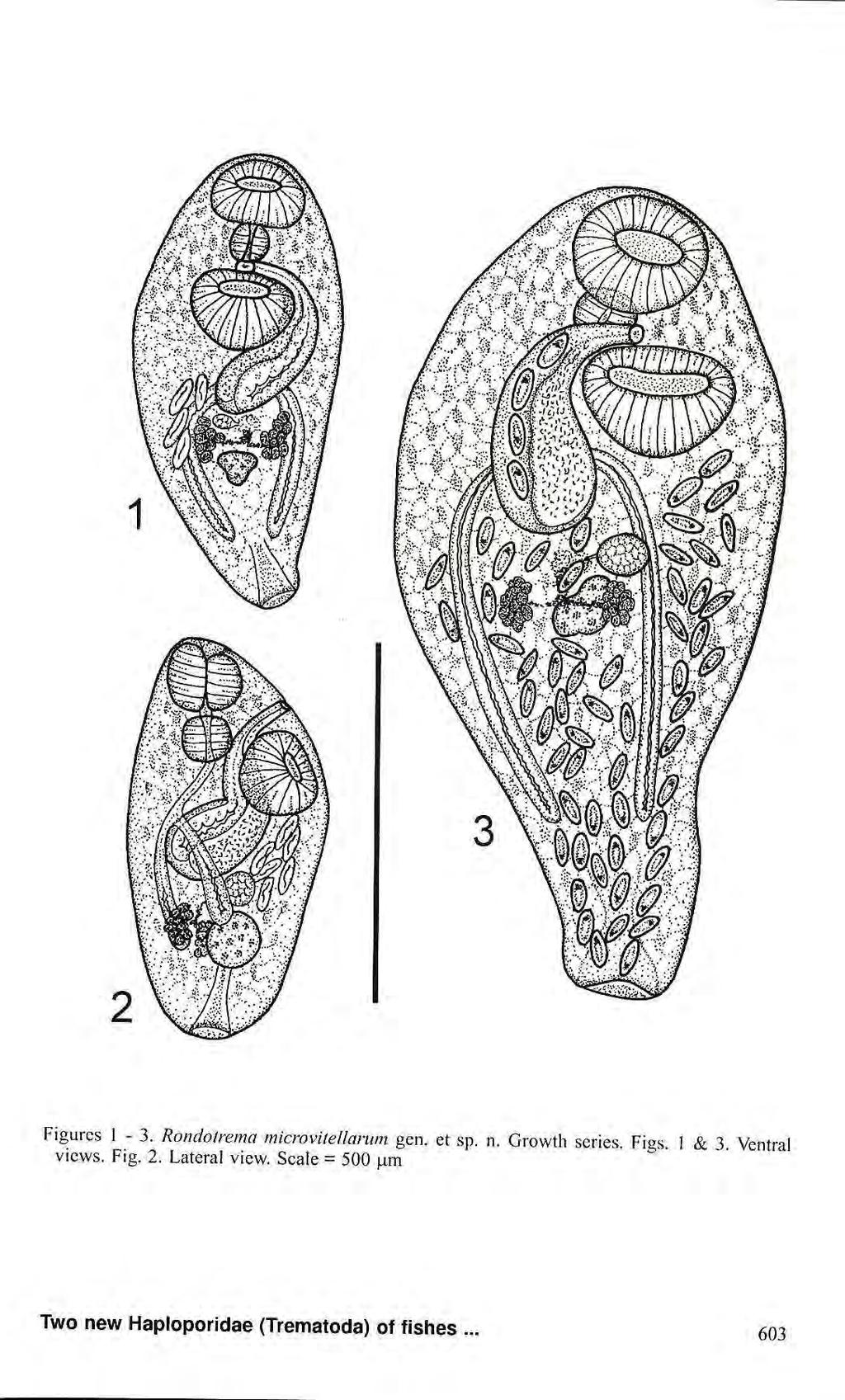 igurcs 1-3. Rondotrema microvitellarum gen. et sp. n.
