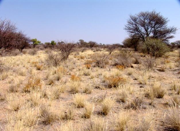 Card 11 Tropical grasslands such as the African savanna,
