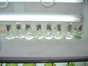 Seed stock culture in lab - 1 Selected pure algae cells