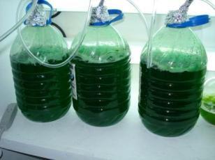 Algae cells are increased around 10 days later.