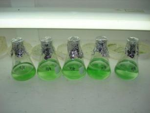 Seed stock culture in lab - 2 100ml of algae are