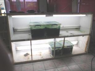4 5 Algae are increased after 10 days and inoculate to