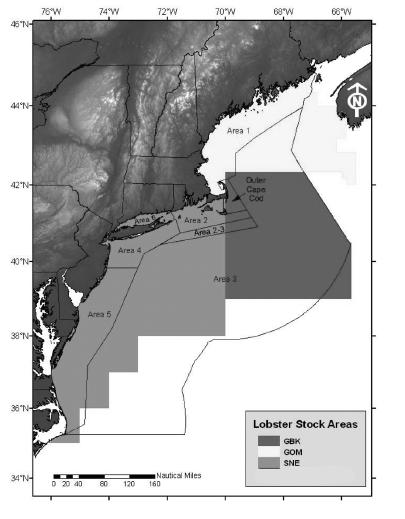 BACKGROUND Biophysical Ecology of the American Lobster The American lobster (Homarus americanus) is a hard-shelled, bottom-dwelling crustacean that is widely distributed on the continental shelf of
