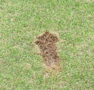 on the ground. There are two ways of repairing, or "fixing," divots.