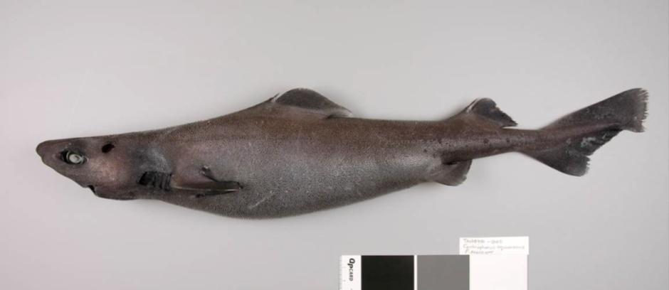Leafscale Gulper Shark (CSQ) Scientific Name: Centrophorus squamosus Other Names: N/A Ministry Reporting Code: CSQ Distinguishing Features: Moderate sized with a short snout Long low first dorsal fin