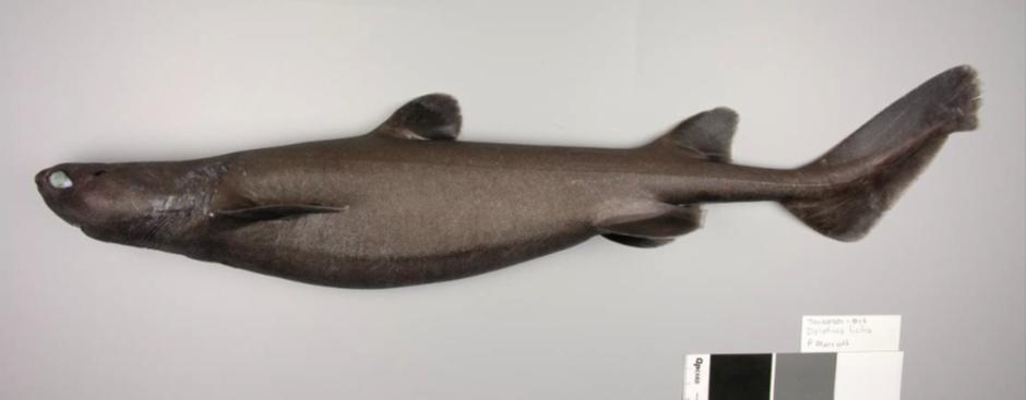 Seal Shark (BSH) Scientific Name: Dalatias licha Other Names: Black shark Ministry Reporting Code: BSH Distinguishing Features: Moderate-sized with a short blunt snout giving the head a seal-like