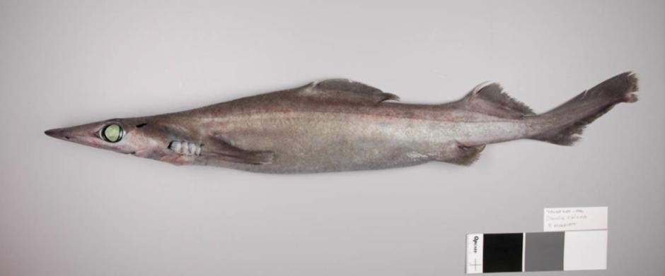 Shovelnose Dogfish (SND) Scientific Name: Deania calcea Other Names: Brier shark (Aus.