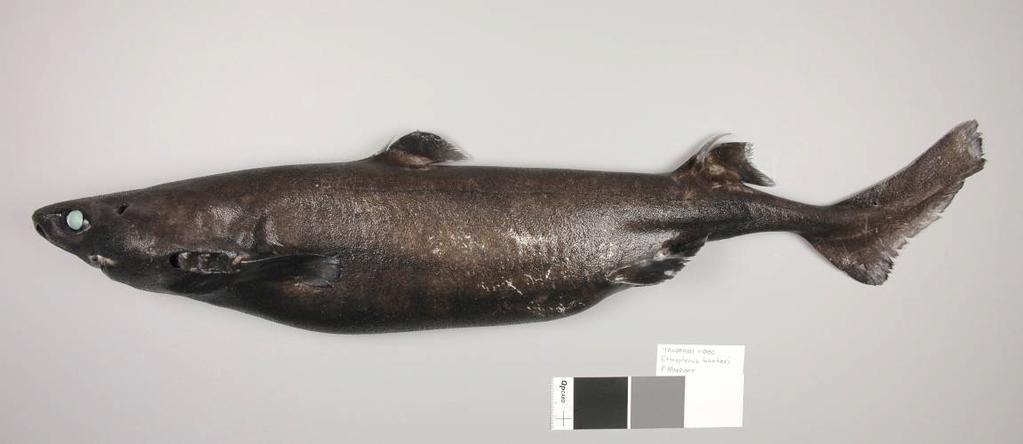 Baxter s Dogfish (ETB) Scientific Name: Etmopterus baxteri Other Names: Giant lanternshark, New Zealand lanternshark, Southern lanternshark Ministry Reporting Code: ETB