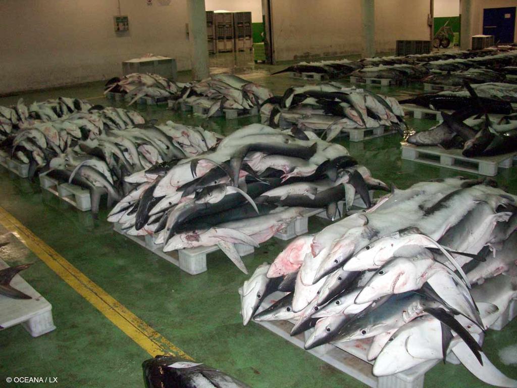 Shark fishing: The figures don t add up... In most cases, we kill more sharks than are born.