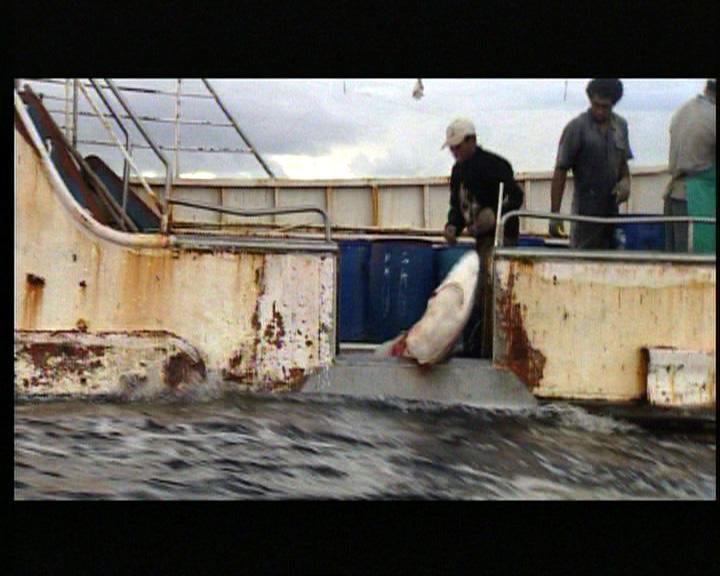 Shark finning: wasteful and cruel