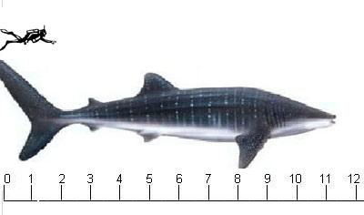 Sharks: Large and small The whale