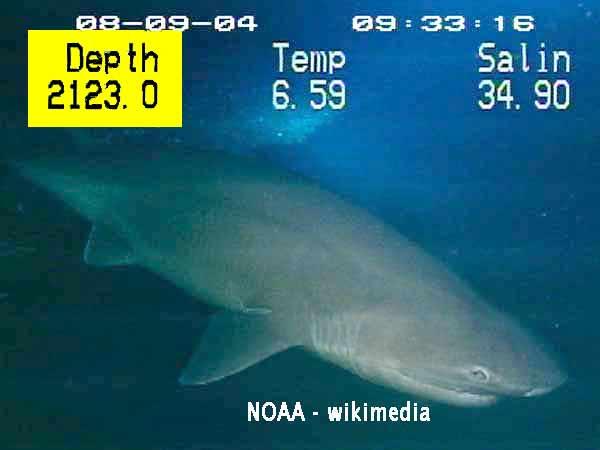 species of sharks, of