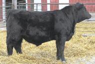 35 MR NLC UPGRADE U8676 Sire: MCM TOP GRADE 018X MCM 513R S A V FINAL ANSWER 0035 Dam: THSR MISS FINALZ203 THSR XIPIL X052 * Excellent set of numbers * Out of a first calf heifer * Potential calving