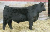 Potential calving ease bull THSR FINAL ANSWER B463 ASA# 2854559 Owned by: TRIPLE H SIMMENTALS Blk Polled 1/2 SM Tattoo: B463 BD: 2/2/14 Adj. 77 lbs. Adj. 776 lbs. 13.6-1.3 84 132.1 14.8 21.9 63.9 46.
