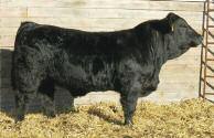 ) *Stay EPD in the top 15% *Ribeye EPD in the top 10% of all purebred animals *Keep all females out of this guy 9.4 2.2 81.9 114.2 14.6 24.3 65.2 40.2-0.38 0.15 1.07 138 78.
