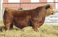 51 EXPEDITION T049 Sire: HPF/RYAN EXPEDITION Y039 CNS PERFECTION R521 SRS J914 PREFERRED BEEF Dam: THSR MISS Y151 NPS MS GOOD FORTUNE H60 * Non-diluter * Extremely long will add frame * Growth Bull