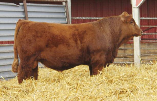 Bull Sale Patrick Thorson PO Box 1 Kindred, ND 58051 Created by: ASA PUBLICATION, INC 2