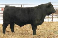 *Larger frame growth bull *Weaning weight EPD ranks in the top 15% *Yearling weight EPD ranks in the top 15% 8.7 3.3 70.6 104.8 15.8 25.7 61 37-0.32 0.07 0.82 113.2 68.