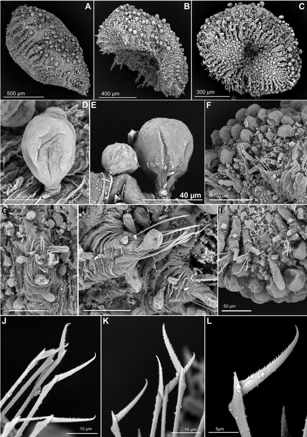 20 María Capa et al. / ZooKeys 615: 1 32 (2016) Figure 7. Sphaerodoridium minutum, paratypes USNM 22873, SEM.