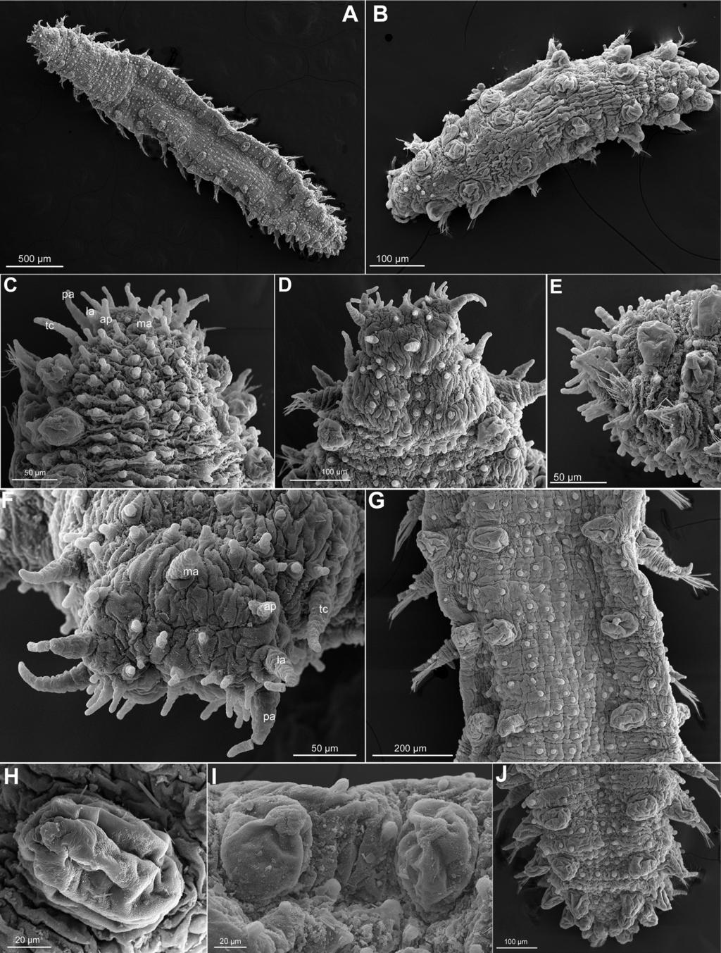 Sphaerodoridae (Annelida) of the deep Northwestern Atlantic... 25 Figure 8. Sphaerodoropsis corrugata, USNM 1002193 and 1002207.