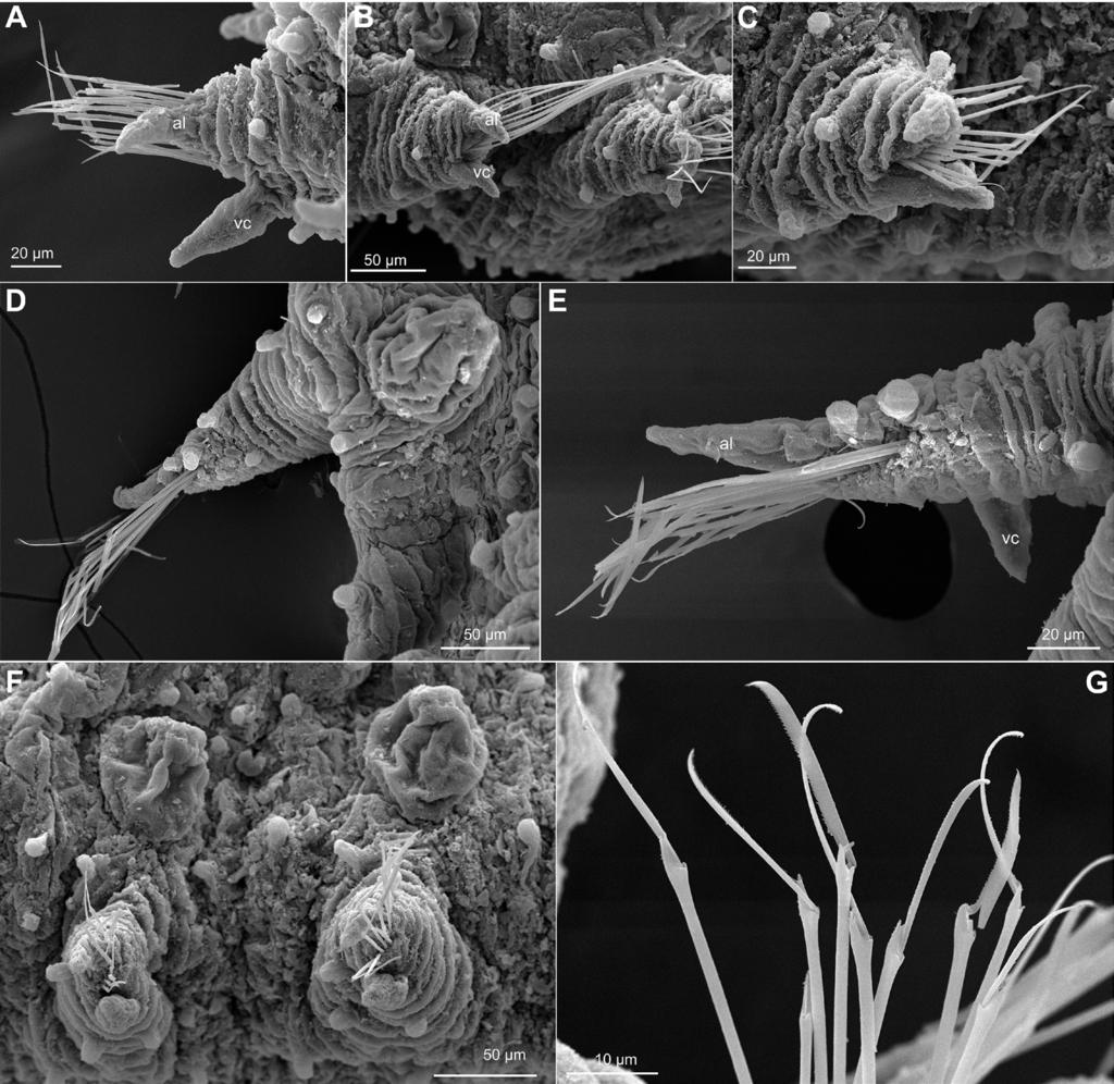 26 María Capa et al. / ZooKeys 615: 1 32 (2016) Figure 9. Sphaerodoropsis corrugata, USNM 1002193 and 1002207.