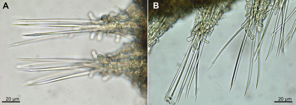 6 María Capa et al. / ZooKeys 615: 1 32 (2016) Figure 1. Ephesiopsis guayanae paratypes LACM-AHF POLY TYPE 943, micrographs.