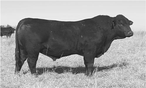 6 WW:23 YW:48 MM:11 MMG:23 SC: 40 Comments: A real herd sire prospect. Big hip and butt, lots of bone and rib, calving ease.