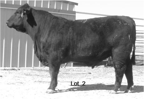 5 WW:44 YW:79 MM:9 MMG:31 SC: 41 Comments: A true Power Bull. His EPD s rank him in the top 3% of Brangus Breed for WW, 10% for YW, 10% for Total Maternal, 10% for SC, and top 5% for Rib Eye.