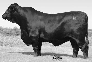 Her grandsire is the famous TJR Rojo Grande 540/N. She follows in his footsteps with a calm temperament and stands out in the pasture.