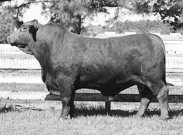 002 Buffaloe s Ms Macho 3011Z Lot 4 Buffaloe s Ms Macho 3011Z is a top end, natural calf from Buffaloe s Ms Hardball 3011X and a granddaughter of our donor BCC Ms Rocky Street 3011U.