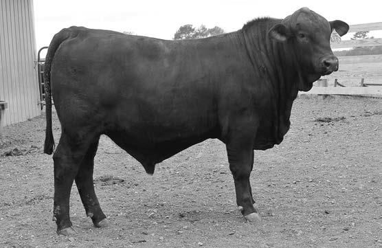 Growth bull second to none! MGGS: POWER LINE OF BRINKS Pounds on sale day and 2nd best REA in GGGS: GLC MAINLINE the sale 15.57 ADJ REA! 23R11 11 9 86 105 111 108 13.3 3.15 0.