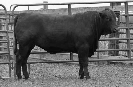 190 80 Sire: TCB CATAWBA WARRIOR R532 Base Price $2,500 MGS: MC ABRAMS 468T22 6 traits in top 25% or better in breed.