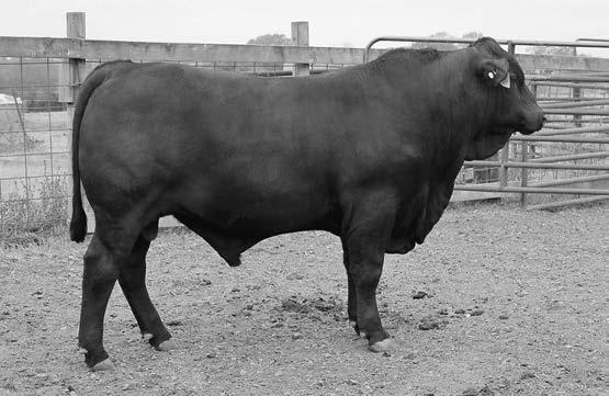 260 109 Sire: TCB CATAWBA WARRIOR R532 Base Price HERD SIRE PROSPECT MGS: ELC MR UPPERCUT 489 X577 Herd Sire Prospect 7 traits in breeds top 15% MGGS: SVF MR 274S6 Excellent Phenotype!