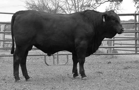 55 86 990 93 5.3 38.1 109 11.6 90 2.57 98 0.180 74 Sire: SR WRANGLER WARRIOR T113 Base Price $2,500 MGS: SR MOHICAN WARRIOR Y174 7 traits in top 40% or better in breed!