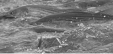 Crash and recovery of Chesapeake Bay striped bass has become a fisheries management parable: Recovery follows