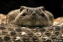 RATTLESNAKES Rattlesnakes were one of the most generally hated and feared creatures of the Old West. Men habitually killed them from a sense of duty.