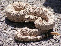 Rattlesnakes or rattlers are predators that live in a wide array of habitats, exclusively in the Americas from southern Canada to Central Argentina. They hunt small animals such as birds and rodents.